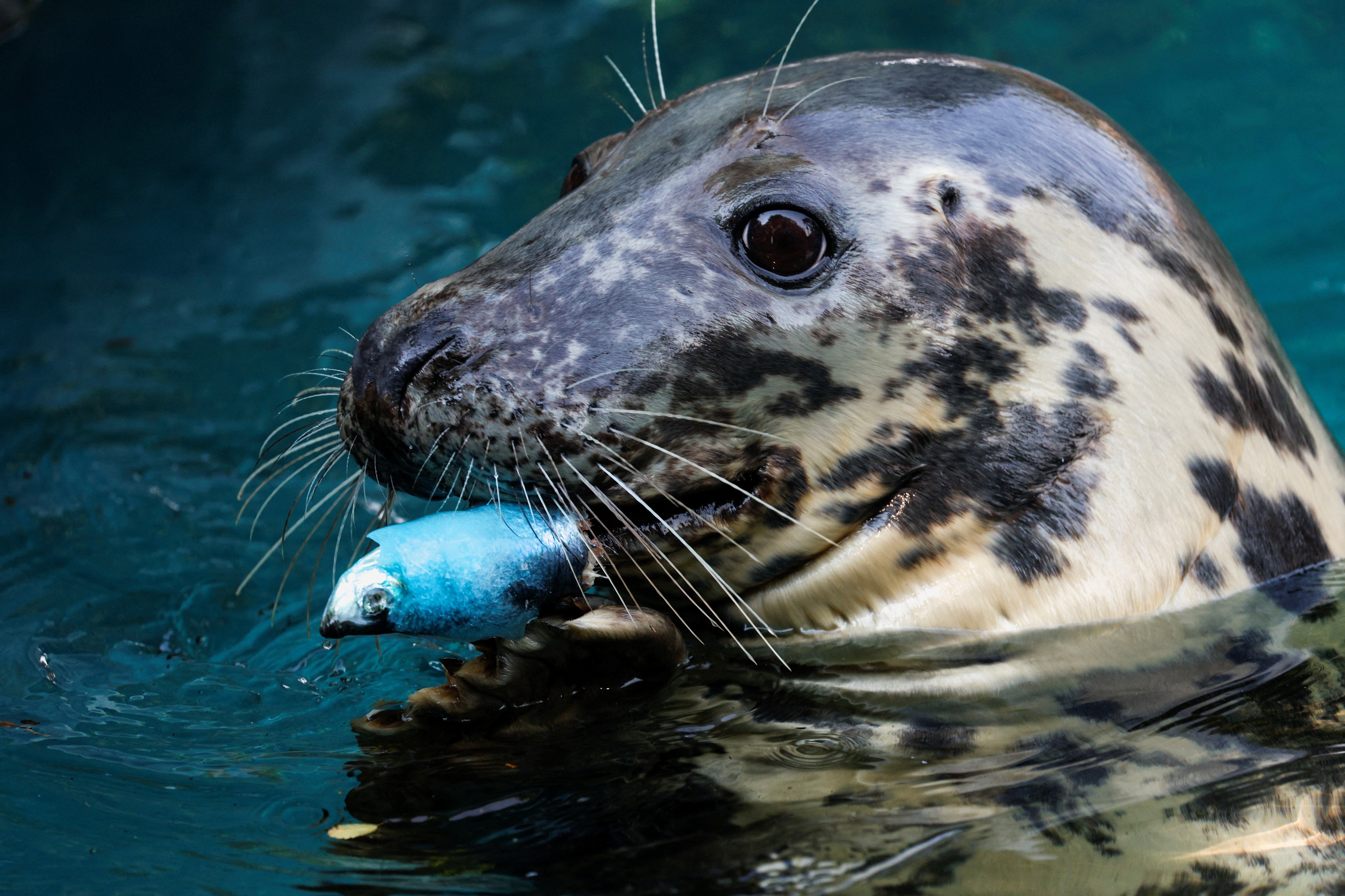 foto Not&iacute;cia Guariba